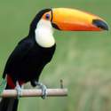 tucan Ya tiene mascota el Mundial de Bochas